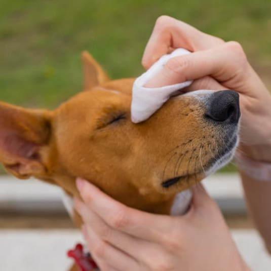 [150 Wipes][15cm x 20cm][Alcohol Free] AST Pet Animal Cleaning Soft Wipes With Aloe & Vitamin E - Polar Tech Australia
